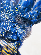 Load image into Gallery viewer, Benny Black